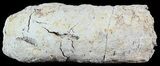 Fish Coprolite (Fossil Poo) - Kansas #49344-2